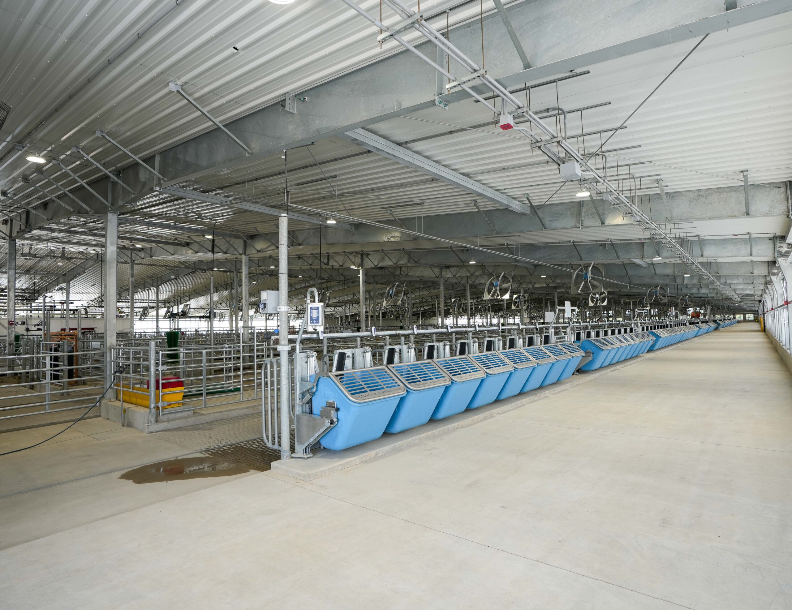 Interior view of the robotic milking barn at MSU’s Dairy Cattle Teaching and Research Center, featuring blue automated stalls and overhead electrical conduit.